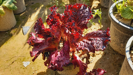 Lactuca sativa or Red Leaf Lettuce

