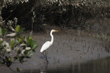 Great Egret in Sundarbans.this photo was taken from Sundarbans,Bangladesh.