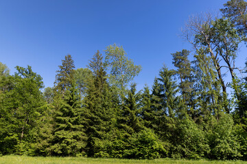 rural area with different deciduous trees in a mixed forest