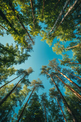 View of lush green trees in a forest from below against a clear blue sky backdrop.