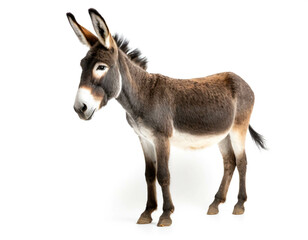 Fototapeta premium esel isoliert auf weißen Hintergrund, Freisteller