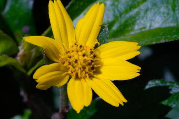 Lipochaeta succulenta or better known as yellow dahlia flowers. Macro photo of yellow dahlia flower in the wild. Graphic Resources. Plant Themes. Plants Closeup. Macrophotography