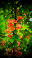 autumn leaves background