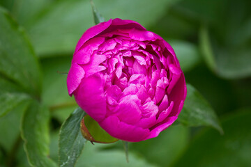 A pink peony in close-up. A garden with blooming pink peonies