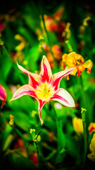 Pink and White Blossoms in Soft Focus