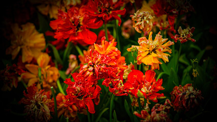 red and yellow flower