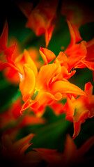 Orange Blossoms in Soft Focus