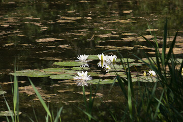 A lake with white lilies in bloom. White water lily flowers.