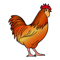 rooster vector illustration
