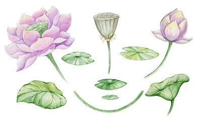 flowers are lotus leaves, hand-painted in watercolor. a set of native plants on an isolated background.