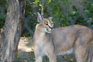 lioness panthera leo