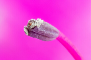 Stamen and pollen of azalea （Rhododendron）