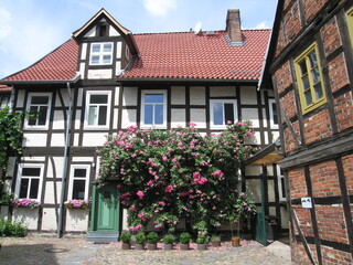 Fototapeta na wymiar Rote Rosen an Hauswand Fachwerkhaus in der historischen Stadt Salzwedel in der Altmark in Sachsen-Anhalt