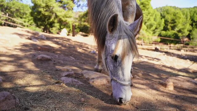 Close-up White horse in paddock, eating hay, pasture in forest mountain rock, rancho outside. Farm animal mare