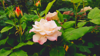 A white Rose and its buds
