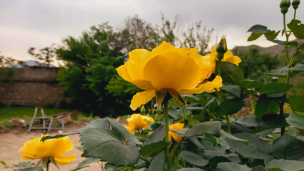 Floribunda beautiful Rose of spring
