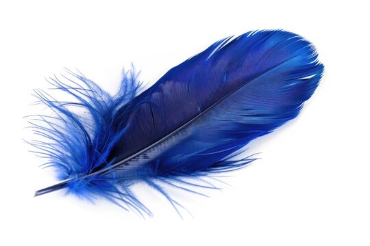 Navy Blue Feather Plumes - Soft and Isolated Bird Plumage in Top View on White Background
