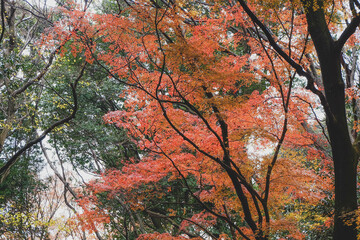 Red leaves around Mount Fuji in the autumn on daytime at Kawaguchiko lake