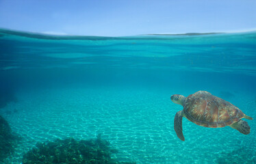 a green turtle on a caribbean island