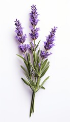 A photo of lavender flowers on a white background.