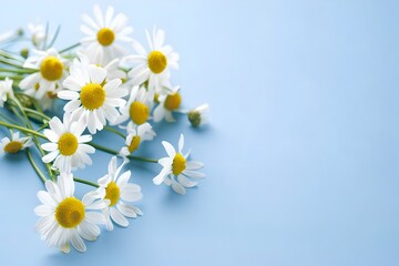 Chamomile Flowers in Bloom on Serene Blue Background