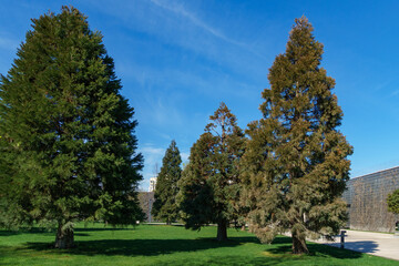 Fototapeta premium Beautiful evergreen Sequoiadendron giganteum (Giant sequoia or giant redwood) in city Park Krasnodar. Public landscape 'Galitsky park' in sunny spring 2024.