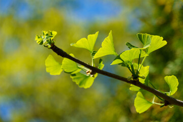 Ginkgo tree (Ginkgo biloba) or gingko with brightly green new leaves against background of blurry...