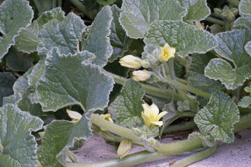 leaves and flowers of squirting cucumber