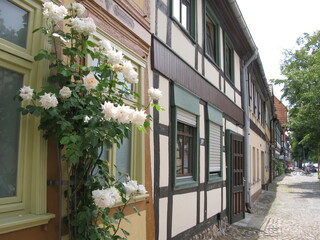 Weiße Rosen und Fachwerkhäuser in der Altstadt in der historischen Stadt Salzwedel in der Altmark...