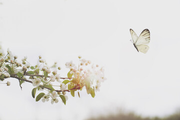 a white butterfly flies free among the flowering branches of a tree on a spring day
