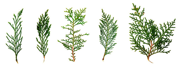 Cypress leaves collection. Isolated design element on the transparent background.