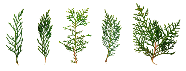 Cypress leaves collection. Isolated design element on the transparent background.