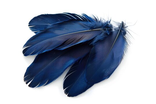 Navy Blue Feather Isolated on White Background. Top View of Soft Plumage with Blue Hues