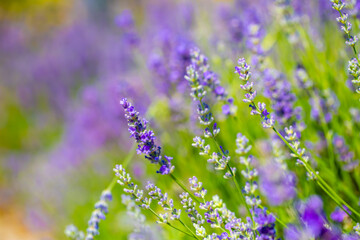 Spring lavender flowers under sunlight. Lilac flowers close up. Beautiful landscape of nature with a panoramic view. Hi spring. long banner
