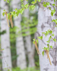 白樺の雄花 / Male flower of Japanese white birch