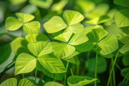Evergreen Foliage of Oxalis Deppei Plant: A Stunning Background of Hardy Tuberous Perennial's Green