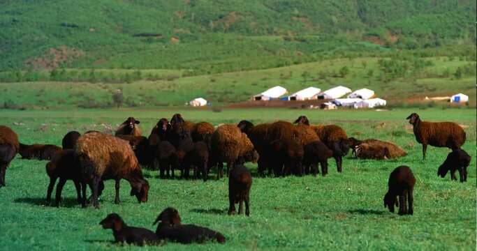grazing black sheep, baby and adult sheep