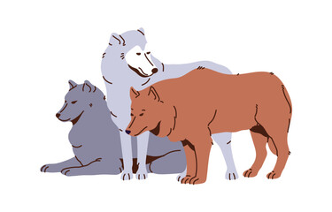 Pack of arctic grey or northwestern wolf relaxes. Furry polar predators. Wild animals group. North fauna, wildlife, siberian forests inhabitants. Flat isolated vector illustration on white background