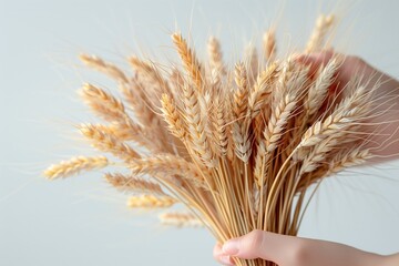 A Handful of wheat. Wheat on white background. Isolated.