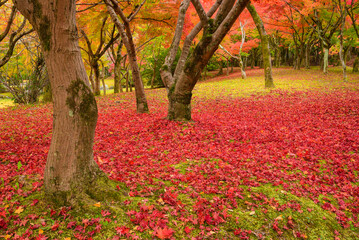 Autumn leaves fallen on the ground at Ojigaoka Park in Otsu Shiga Prefecture, Japan
