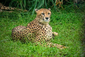 cheetah in the grass