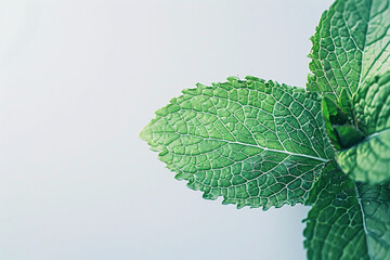 fresh green mint leaf with visible veins against a light background - obrazy, fototapety, plakaty