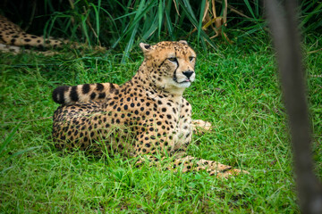 cheetah in the grass