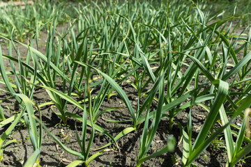 Garlic is grown on bed. Fresh green vegetable leaves on farm. Cultivate for healthy diet. Harvest for vegetarian dishes