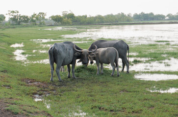 a group of buffaloes gathering in a farming area