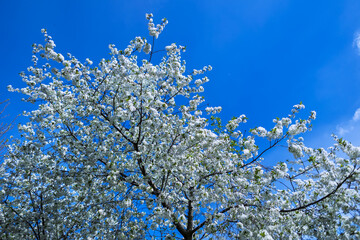 Cherry blossoms in full bloom. A Japanese spring scene