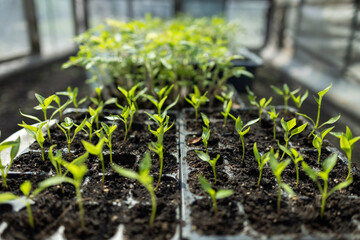 seedlings growing in containers on the window sill close up