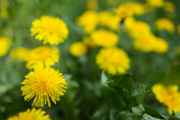 Obraz premium Close up of blooming yellow dandelion flowers Taraxacum officinale in garden on spring time.