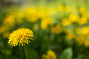 Close up of blooming yellow dandelion flowers Taraxacum officinale in garden on spring time.