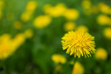 Yellow dandelion flowers Taraxacum officinale. Dandelions field background on spring sunny day.
